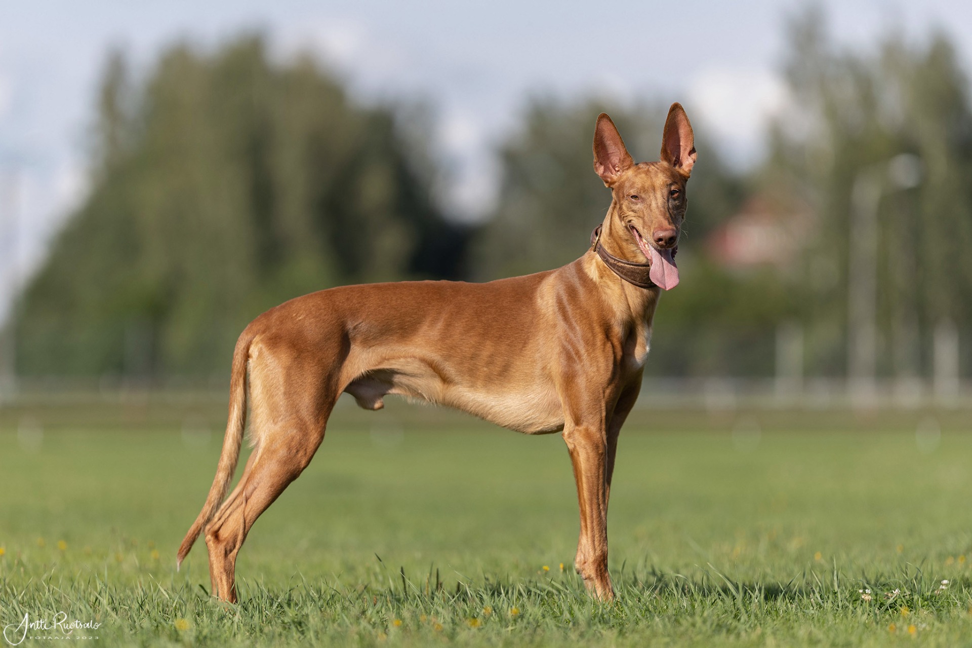 POHJ MVA FI MVA FI KVA-VIR SE MVA DK MVA EE MVA LT MVA LTV-19  